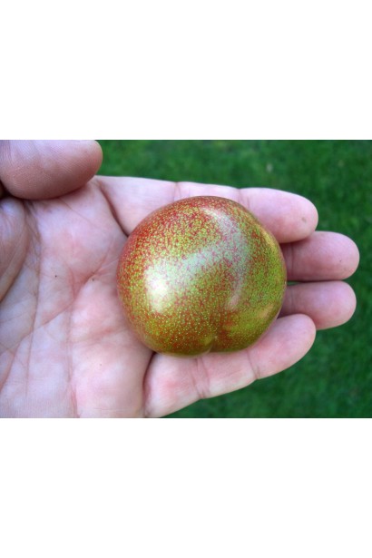 гибрид абрикоса и сливы